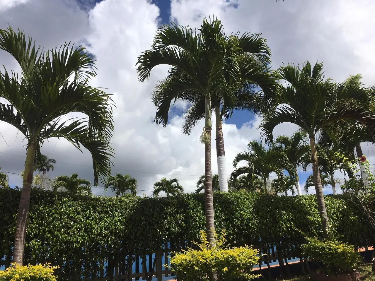 Tropics View Jamaica Ξενοδοχείο Hatfield